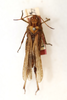 CollectionObject 1594432; f63ed9ec-8d46-4d69-aef4-a070bfc3ea2a: female, dorsal view (syntype). (CollectionObject).