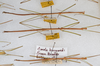 CollectionObject 1579412; 6c118a06-2a35-45a2-9e46-129f5e2d0fac: copyright ANSP. males, dorsal view (paratypes). (CollectionObject).