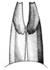Scotussa lemniscata (Stål, 1861): ovipositor valves, dorsal view. (Otu).