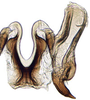 Connective: Hecalus viridis, connective and stylus, ventrally (INHS). (Observation).
