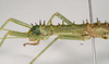 CollectionObject 1562197; NHMUK(SF IMPORT DUPLICATE) 844971, a5b6d128-867e-4ddc-915e-1b97019df3b4: copyright Natural History Museum, London. male: head and thorax, lateral view (holotype). (CollectionObject).