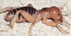 CollectionObject 2788010; 5c6b6575-4095-4935-9828-30c1a8963af2, CAS Entomology type 20137: (CollectionObject).