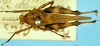 CollectionObject 1505174; ef047803-175e-4f6f-95e9-e97b6bf87ada: dorsal view. (CollectionObject).