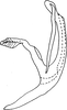 Aedeagus, lateral view on Cassianeura aurea Dworakowska, 1980: (Observation).