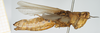 CollectionObject 1581312; b82e09b1-74d4-4b48-87f6-5709a98ac2c5, NHMUK10924578: female, lateral view. (CollectionObject).