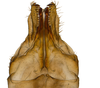 Genital capsule, ventral view: !! display not done !! on new species T1: Varma Distant, 1906: (Observation).