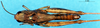 CollectionObject 1543108; 1761bf07-23f9-45b3-88f4-23cb96f5167a: female, dorsal view (paratype). (CollectionObject).