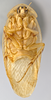 CollectionObject 1568240; bc5fb120-d246-4ba2-9a75-fd19da9124e9: Photo by Heidi Hopkins. Holotype, adult male, dorsal habitus. (CollectionObject).