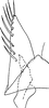 Subgenital plate, ventral view on Exitianus greensladei Ross, 1968: holotype, ventral view. (Observation).