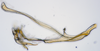 Aedeagus, lateral view: (Observation).