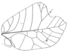Mimetica viridifolia Brunner von Wattenwyl, 1895: Fig. 58 c (specimen 26498 in Vienna). male right tegmen. (Otu).