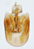 Pygofer, ventral view on Delphacodes silvae Beamer, 1947: (Observation).