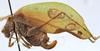 female, lateral view (holotype of permaculata). Depicts CollectionObject 1539801; f2065e3d-673c-41b6-81db-e433bb3e4acc, a CollectionObject.