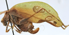 CollectionObject 1539801; f2065e3d-673c-41b6-81db-e433bb3e4acc: female, lateral view (holotype of permaculata). (CollectionObject).