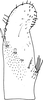 Subgenital plate, ventral view on Arbelana ulmi (Anufriev, 1969): Subgenital plate (parazitized). (Observation).