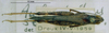 CollectionObject 1520580; 98f9cf18-a889-460f-91cf-bed9e3fd4d1b, NHMUK3235048: male, dorsal view. (CollectionObject).