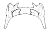 Dichroplus intermedius Ronderos, 1976: Fig. 8. epiphallus, dorsal view. (Otu).
