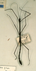 CollectionObject 1557824; 86b2a74d-6544-48fb-a213-8e16f8c0790d: copyright CUMZ, Cambridge. female (holotype). (CollectionObject).