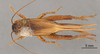 CollectionObject 2804358; 15fa77a1-72b3-4e17-8005-1f05a3123675, FCE- GY 77, occurrenceID:- GY 77: URUGUAY - San Gregorio, 29-XI-1959, A. Mesa, P. San Martín y C.S.Carbonell. Female, dorsal habitus. Facultad de Ciencias - UDELAR (FCE - GY 077). (CollectionObject).