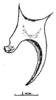 CollectionObject 1537471; UNAM URN:catalog:IBUNAM:CNINORTT:33, ac3ed4d1-facb-48cf-9441-5103c66050e7: Fig. 1 (after holotype of M. longivertex). male right cercus, dorsal view. (CollectionObject).