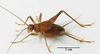 CollectionObject 1591558; ea2b8310-3e39-404d-9ff2-d2aa8c96d787: male. (CollectionObject).