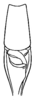 Arota panamae (Hebard, 1927): Pl. XX, Fig. 3 (after type). male pronotum and stridulatory field, dorsal view. (Otu).