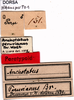 CollectionObject 1506953; 5a079bf3-8aad-4e23-a715-9119809a7386: labels (syntype). (CollectionObject).
