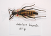 CollectionObject 1557255; f60714aa-cfa4-4b2b-bbe3-67345f8d0c7d: Copyright MNCN, Madrid. female, dorsal view (holotype). (CollectionObject).