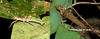 Orestes dittmari Bresseel & Constant, 2018: in nature. A, adult male, Cat Ba N.P., 13.VII.2013. B, adult female, same location, 7.VII.2013. (Otu).