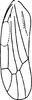 Forewing: Forewing (E. bisetosa Dwor.). (Observation).