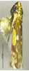 Habitus, lateral view on Diomma (Diomma) pincersa Song, Li & Xiong, 2011: (Observation).