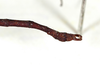 CollectionObject 1557682; 7bf6c299-d657-45d2-b5c0-9f5b17aef872: copyright MNCN, Madrid. male: end of abdomen (syntype). (CollectionObject).;CollectionObject 1557683; f6d433bf-4f51-4fc5-9cf6-311c6d0c275b: copyright MNCN, Madrid. male: end of abdomen (syntype). (CollectionObject).