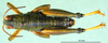 CollectionObject 1502091; 80b1dbb7-b229-4cdc-8687-a0f682abce36: male, dorsal view (paratype). (CollectionObject).