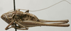 CollectionObject 1535993; 8c90b7ea-0f7a-492a-bd54-ceee962962ca: male, lateral view (syntype). (CollectionObject).
