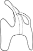 Aedeagus, lateral view on Erythridula angularis (Beamer, 1930): Aedeagus, lateral view. (Observation).