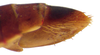 Other on Pseudocostanana flavina (DeLong & Freytag, 1972): Female specimen [DZUP]: distal portion of abdomen, lateral view. (Observation).