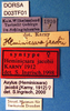 CollectionObject 1572504; c6d34978-1363-4c82-ac0b-25c78648a32a: labels (syntype). (CollectionObject).
