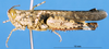CollectionObject 1537628; 6804b87f-4066-4d92-ab6b-fc30716f87bc: male, lateral view (paratype). (CollectionObject).