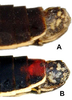 Pygofer, lateral view on Cuerna alpina Oman & Beamer, 1944: Caudal abdomen, lateral view. <B>A.</B> U.S.A., South Dakota, Walker, SDSU. <B>B</B>U.S.A., Illinois, Prairie du Rocher, CNC. (Observation).
