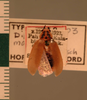 Diploptera maculata Hanitsch, 1925: Copyright UMO, Oxford. Type, dorsal view. (Otu).