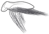 Subgenital plate, ventral view on Coarctana asymmetrica Domahovski & Cavichioli, 2023: Male holotype [DZUP]: subgenital plate, ventral view. (Observation).
