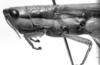 CollectionObject 1521503; 411967a8-7cb6-4103-96b6-a93426035115: Image Carbonell, C.S. female head and pronotum, lateral view (holotype). (CollectionObject).