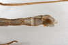 CollectionObject 1563579; f9f27a67-835c-4ba7-9ec7-6bf6ad889388: copyright ZMHB, Berlin. male: end of abdomen, ventral view (syntype). (CollectionObject).
