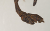 CollectionObject 1557168; 7c0b073b-df05-4ff6-a668-9c8ad535c76c: copyright St. Petersburg. male: end of abdomen, lateral view synonym Asceles cornucervi (holotype). (CollectionObject).