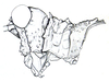 Ommexecha apolinari Hebard, 1923: Fig. 31. male head and pronotum, lateral view. (Otu).
