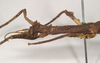 CollectionObject 1558986; 0c8a6eff-4dce-4812-9bfd-ef67ba0b7b25: copyright Natural History Museum, London. female: head and thorax, lateral view (holotype). (CollectionObject).
