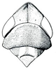 Head on Twiningia blanda (Ball, 1901): Twiningia blanda, head, pronotum, and mesonotum, dorsally. (Observation).