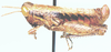 Eremidium obtusum Dirsh, 1956: male, lateral view. (Otu).
