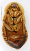 CollectionObject 1587293; MNHN(SF IMPORT DUPLICATE) MNHN-EP-EP1251, 66d7a6f6-d0a9-40d2-945b-dfba0fd0b53f: CC BY-NC-ND 4.0/MNHN - Depraetere Marion - 2014. Paratype, female, of interior Hebard, 1921. Specimen number: MNHN-EP-EP1251. http://coldb.mnhn.fr/catalognumber/mnhn/ep/ep1251. (CollectionObject).