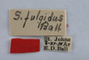 Other on Anisostylus fulgidus (Ball, 1937): (Observation).